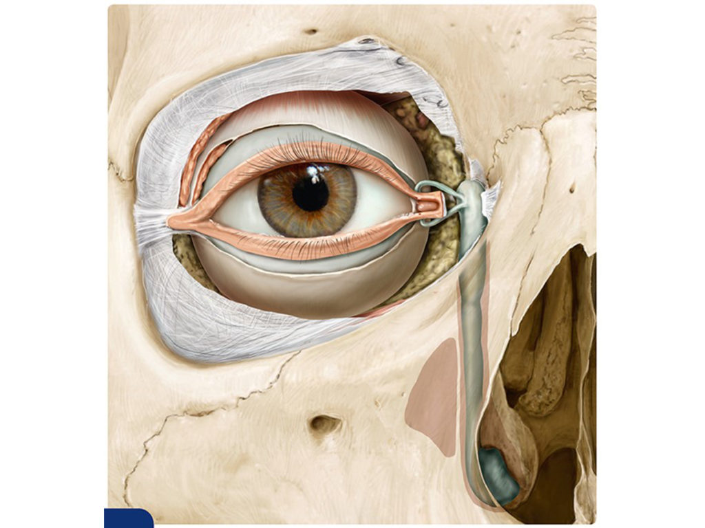 Endoscopic Dcr Cpt at Felipe Christian blog